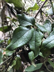 Clematis haenkeana