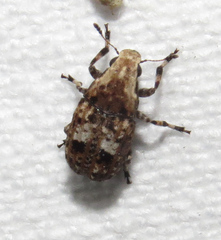 Euparius paganus