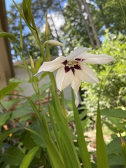 Acidanthera
