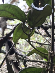 Clematis haenkeana