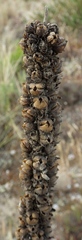Verbascum litigiosum