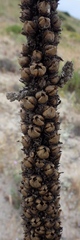 Verbascum litigiosum