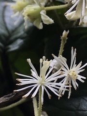 Clematis haenkeana