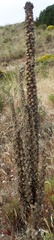 Verbascum litigiosum