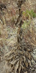 Verbascum litigiosum