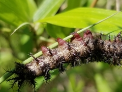 Hemileuca maia