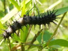 Hemileuca maia