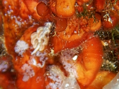 Facelina rubrovittata