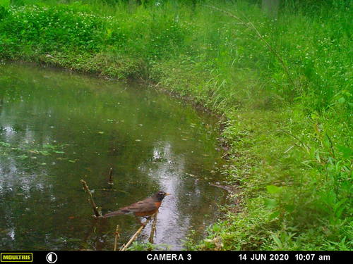 American Robin photographed in Vermont