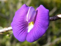 Centrosema brasilianum