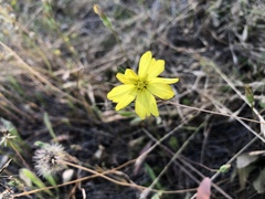 Lagophylla glandulosa
