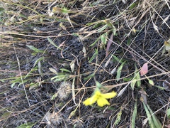 Lagophylla glandulosa