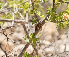 Diceroprocta eugraphica