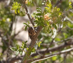 Diceroprocta eugraphica