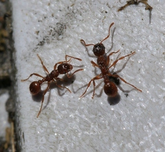 Myrmica ruginodis