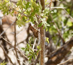 Diceroprocta eugraphica