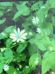 Stellaria nemorum