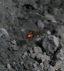 Nomada fabriciana