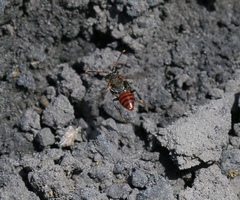 Nomada fabriciana