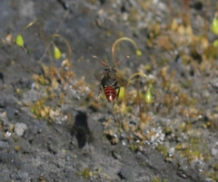Nomada fabriciana