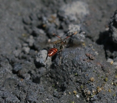 Nomada fabriciana