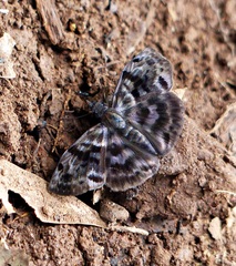 Ebrietas anacreon anacreon