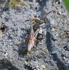 Nomada fabriciana