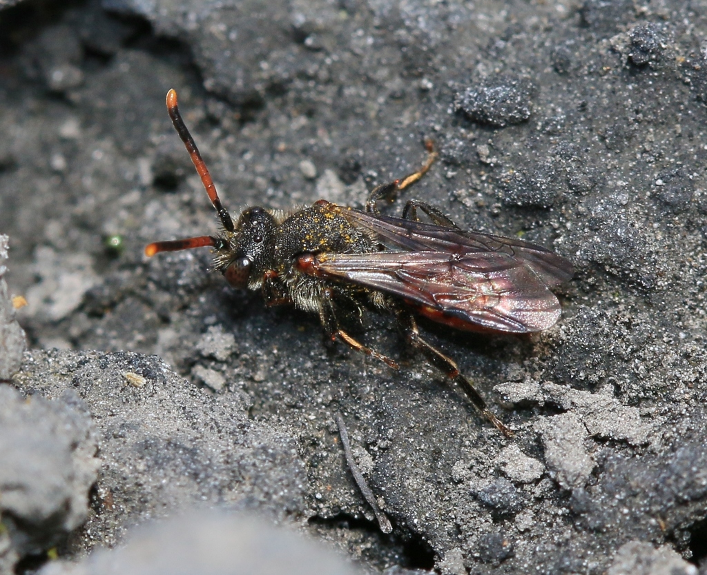 Fabricius' Nomad Bee