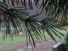 Sciadopitys verticillata