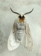 Spilosoma dubia