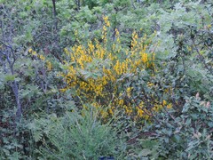 Adenocarpus complicatus