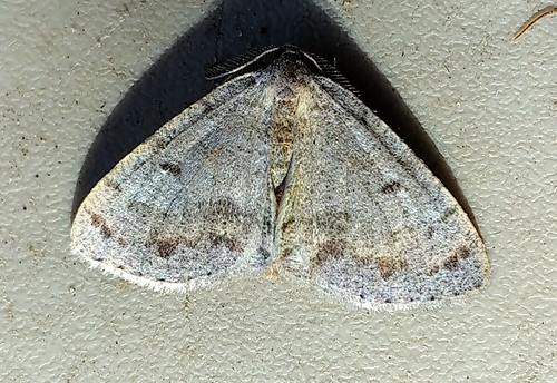 Macaria loricaria (Eversmann, 1837)