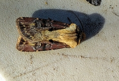Agrotis vancouverensis