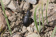 Cicindela nebraskana