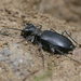 Alpine Tiger Beetle - Photo (c) Will Richardson, some rights reserved (CC BY-NC), uploaded by Will Richardson