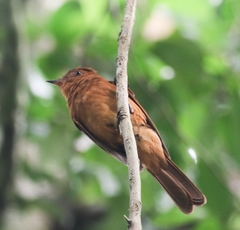 Rhytipterna holerythra