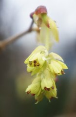 Corylopsis