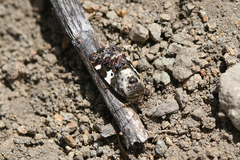 Tarache flavipennis