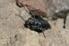 Cicindela nebraskana