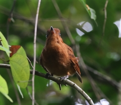 Rhytipterna holerythra