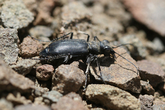 Cicindela nebraskana