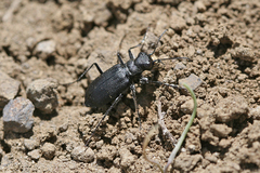 Cicindela nebraskana