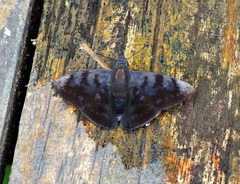 Pellicia costimacula