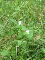 Clematis versicolor