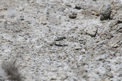 Cicindela willistoni echo