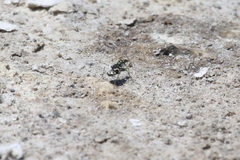 Cicindela willistoni echo