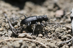 Cicindela plutonica