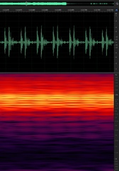 Diceroprocta eugraphica