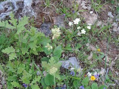 Arenaria montana