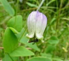 Clematis versicolor